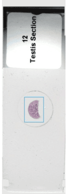 Testis Section